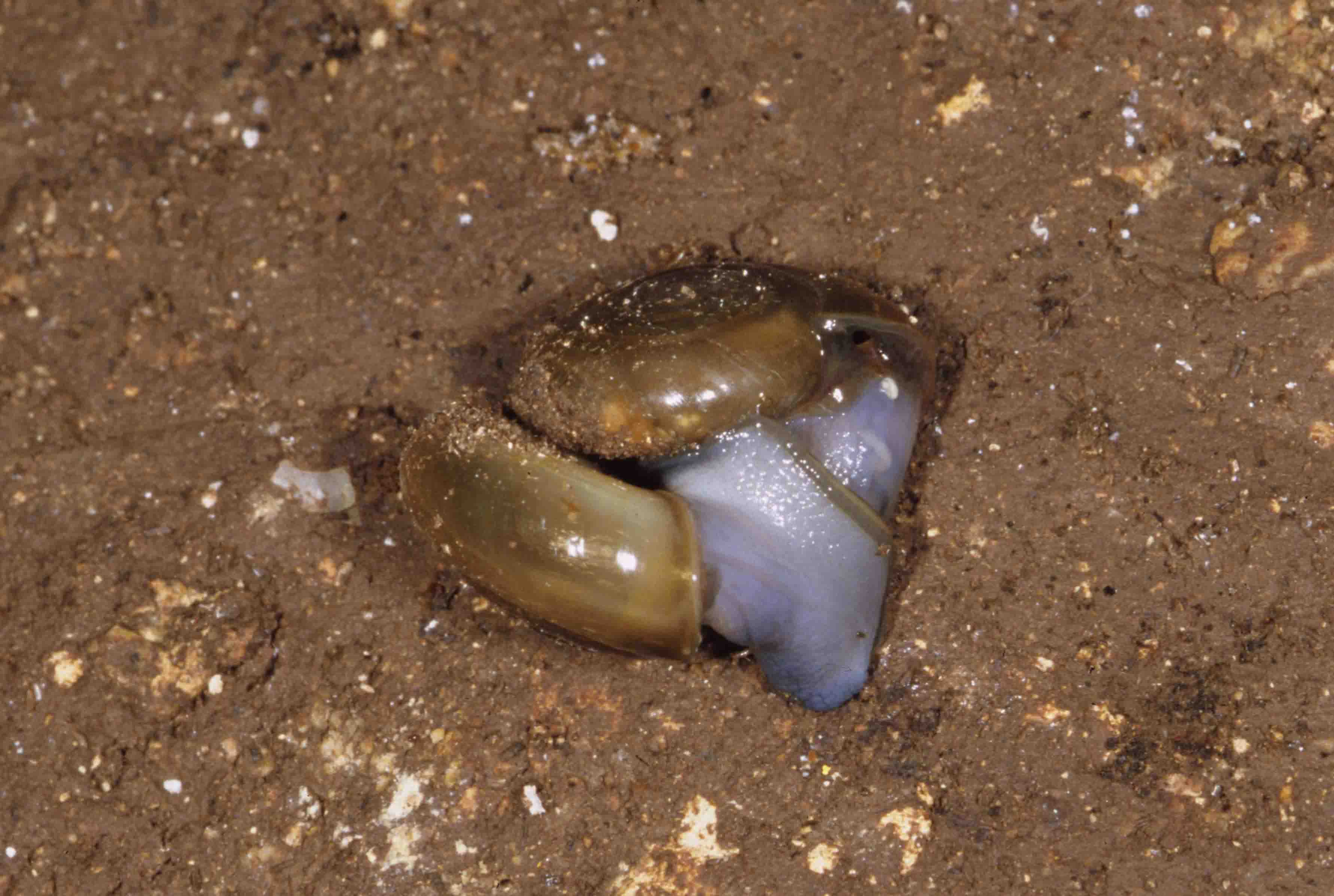 Oxychilus dalle Marche